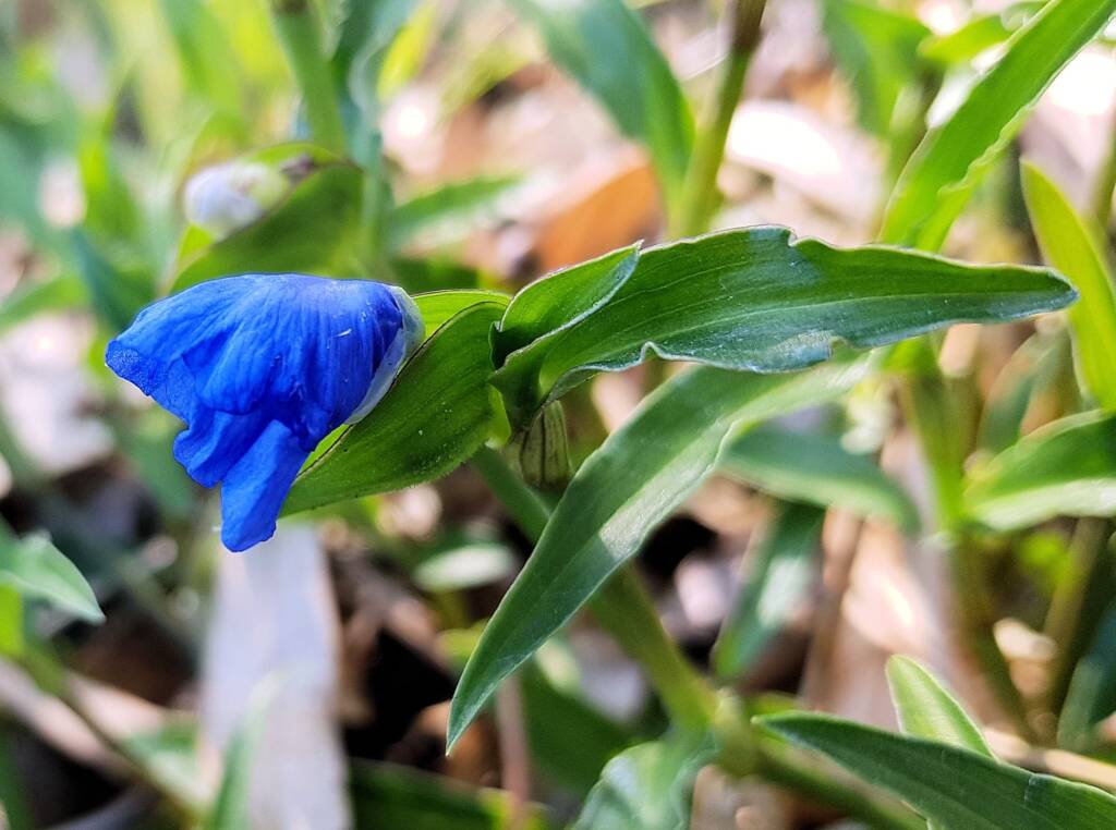Scurvy Grass (Commelina ensifolia), Alice Springs NT