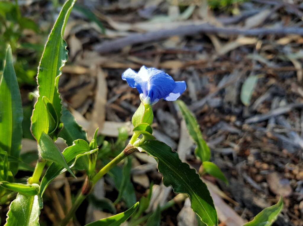 Scurvy Grass (Commelina ensifolia), Alice Springs NT