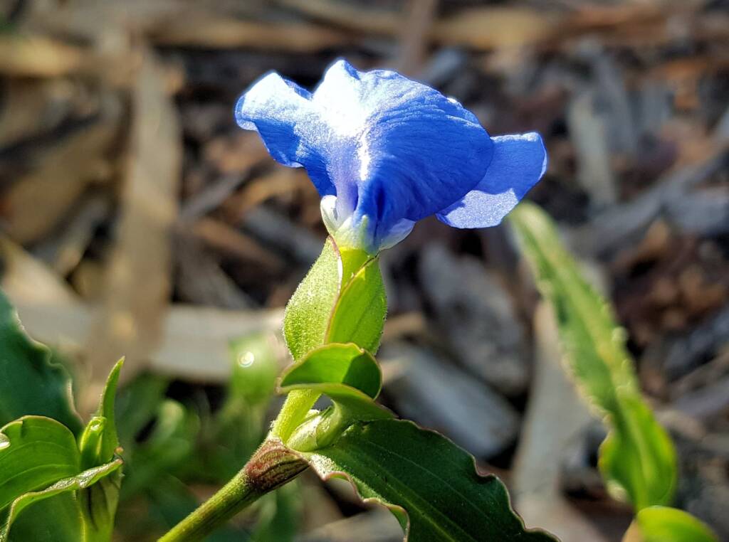 Scurvy Grass (Commelina ensifolia), Alice Springs NT
