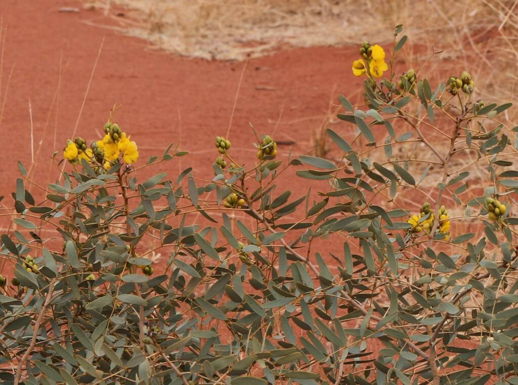 Senna pleurocarpa, Newhaven Wildlife Sanctuary NT © Dorothy Latimer