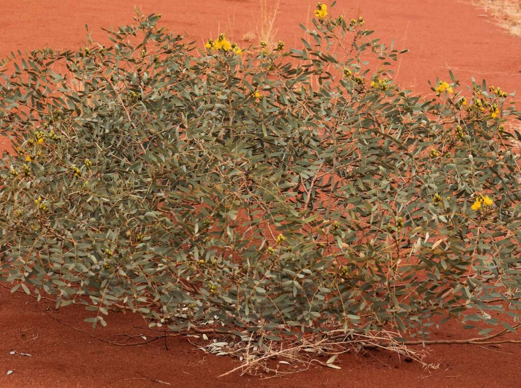 Senna pleurocarpa, Newhaven Wildlife Sanctuary NT © Dorothy Latimer