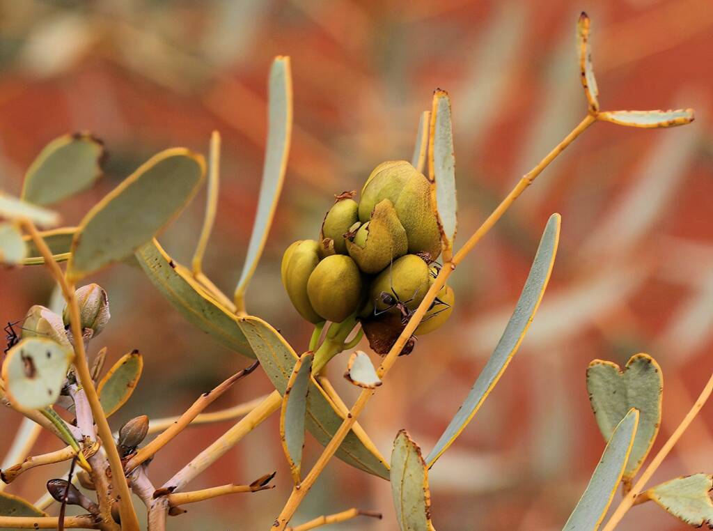 Senna pleurocarpa, Newhaven Wildlife Sanctuary NT © Dorothy Latimer