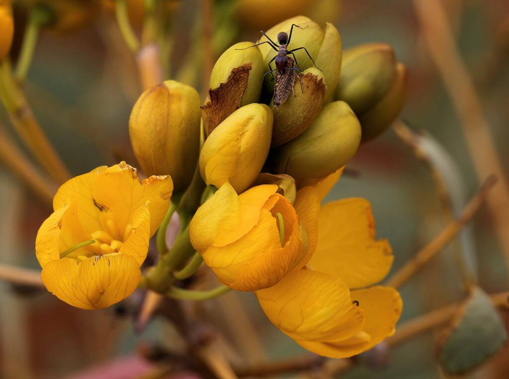 Senna pleurocarpa, Newhaven Wildlife Sanctuary NT © Dorothy Latimer