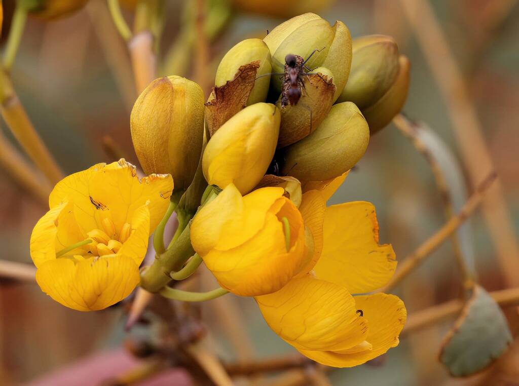 Senna pleurocarpa, Newhaven Wildlife Sanctuary NT © Dorothy Latimer