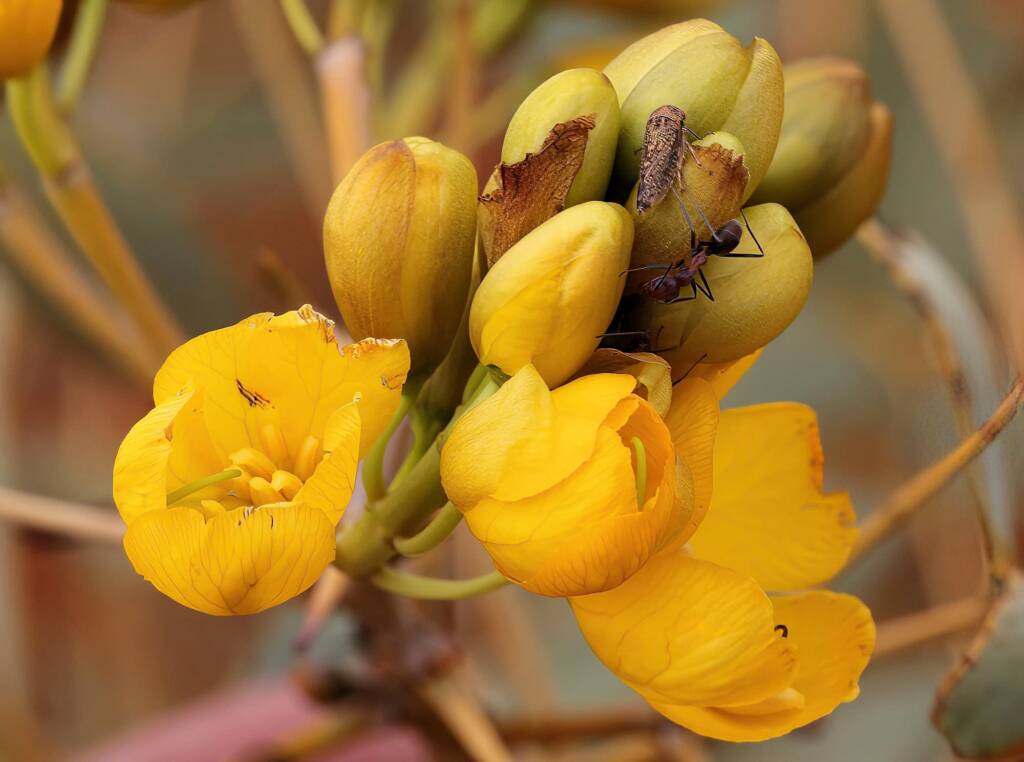 Senna pleurocarpa, Newhaven Wildlife Sanctuary NT © Dorothy Latimer