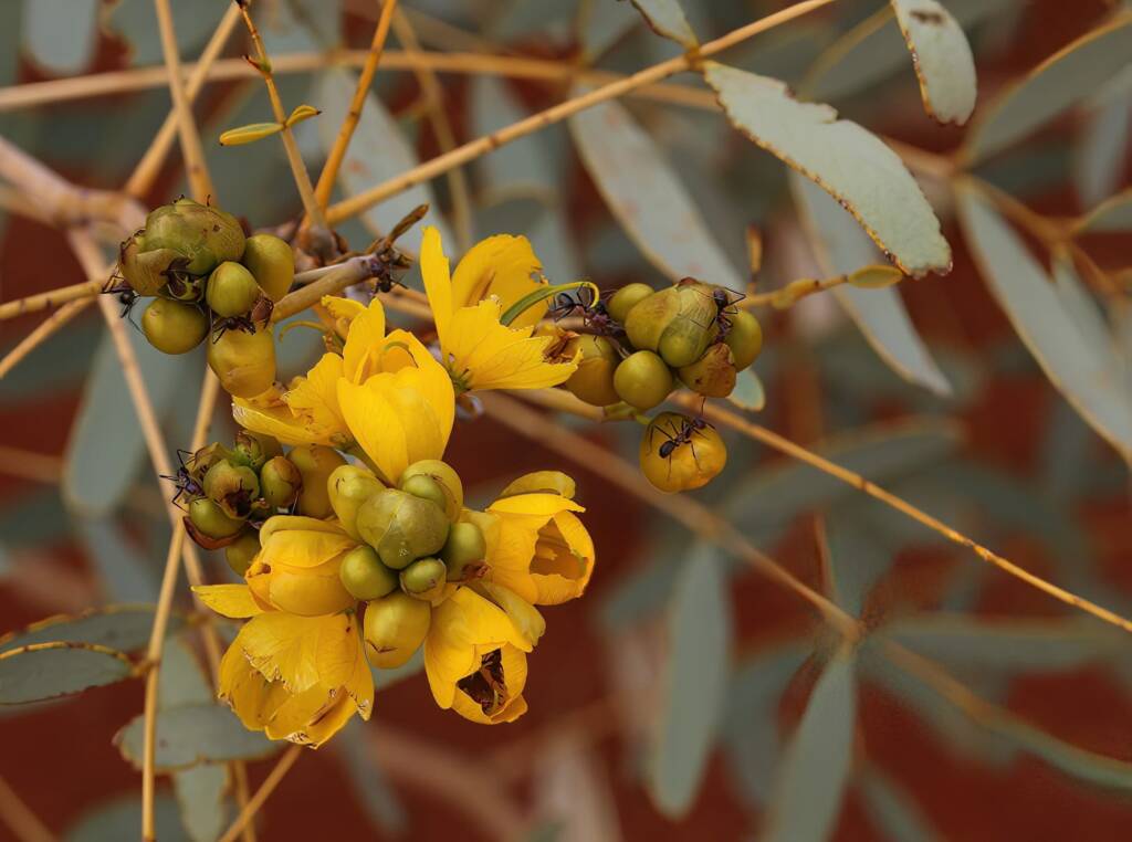 Senna pleurocarpa, Newhaven Wildlife Sanctuary NT © Dorothy Latimer