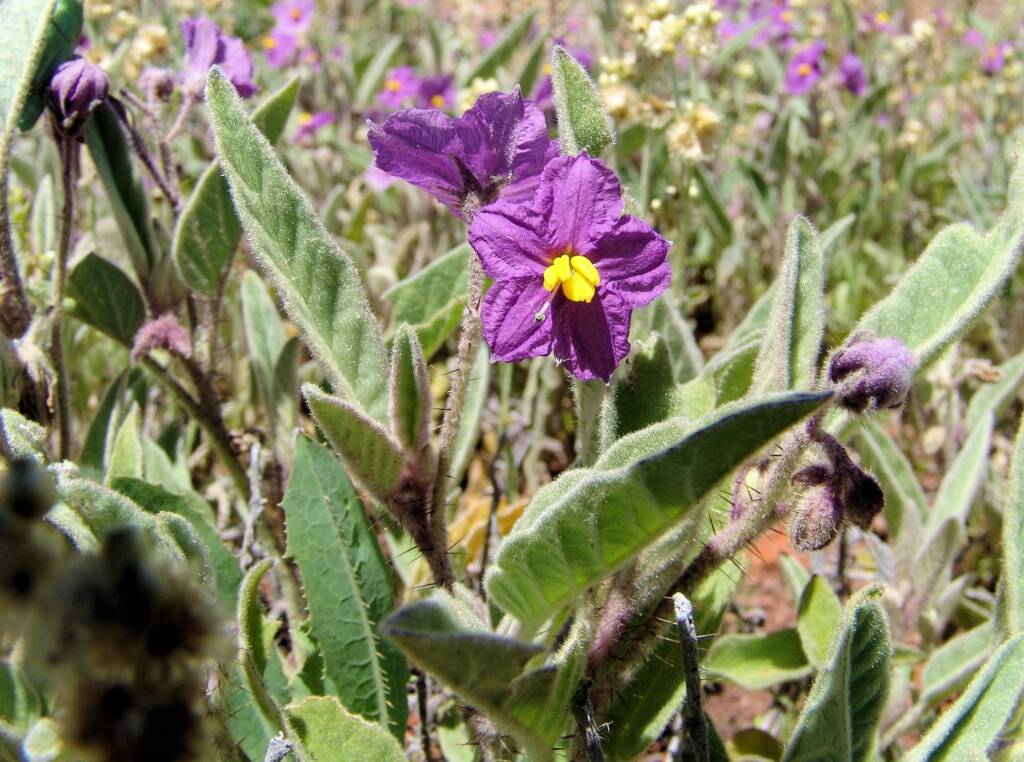 Native Tomato (Solanum ellipticum), Alice Springs Desert Park NT