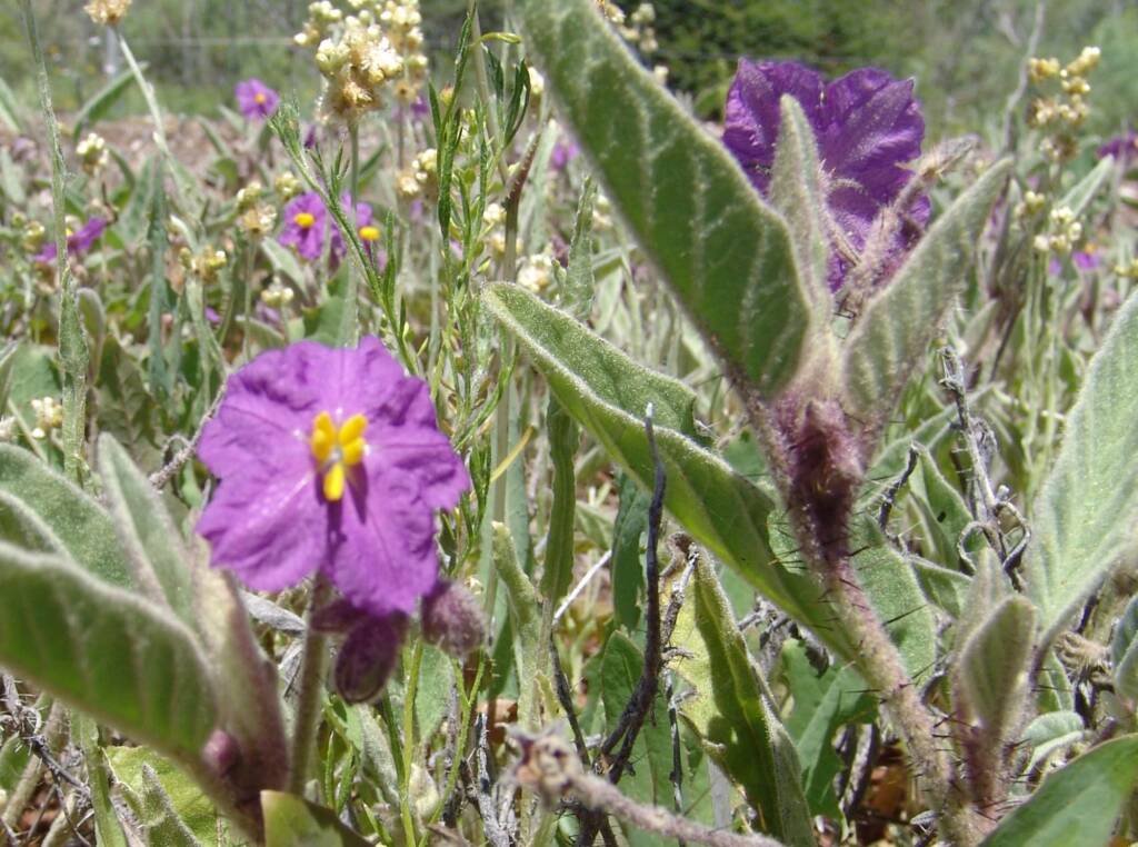 Native Tomato (Solanum ellipticum), Alice Springs Desert Park NT
