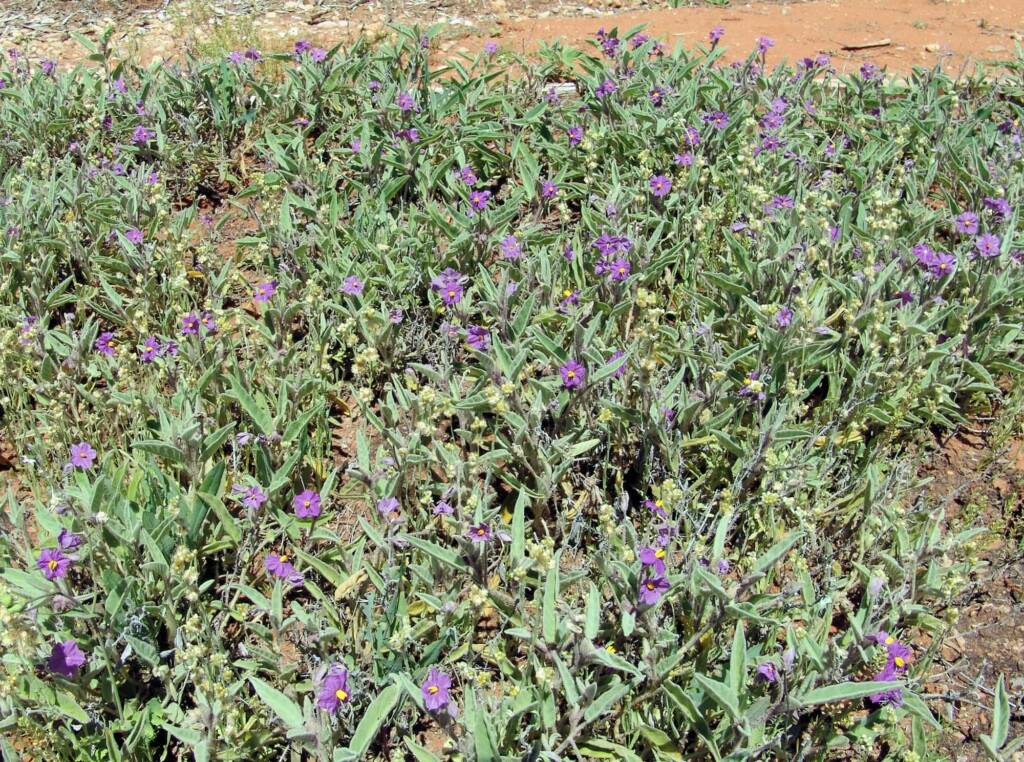 Native Tomato (Solanum ellipticum), Alice Springs Desert Park NT