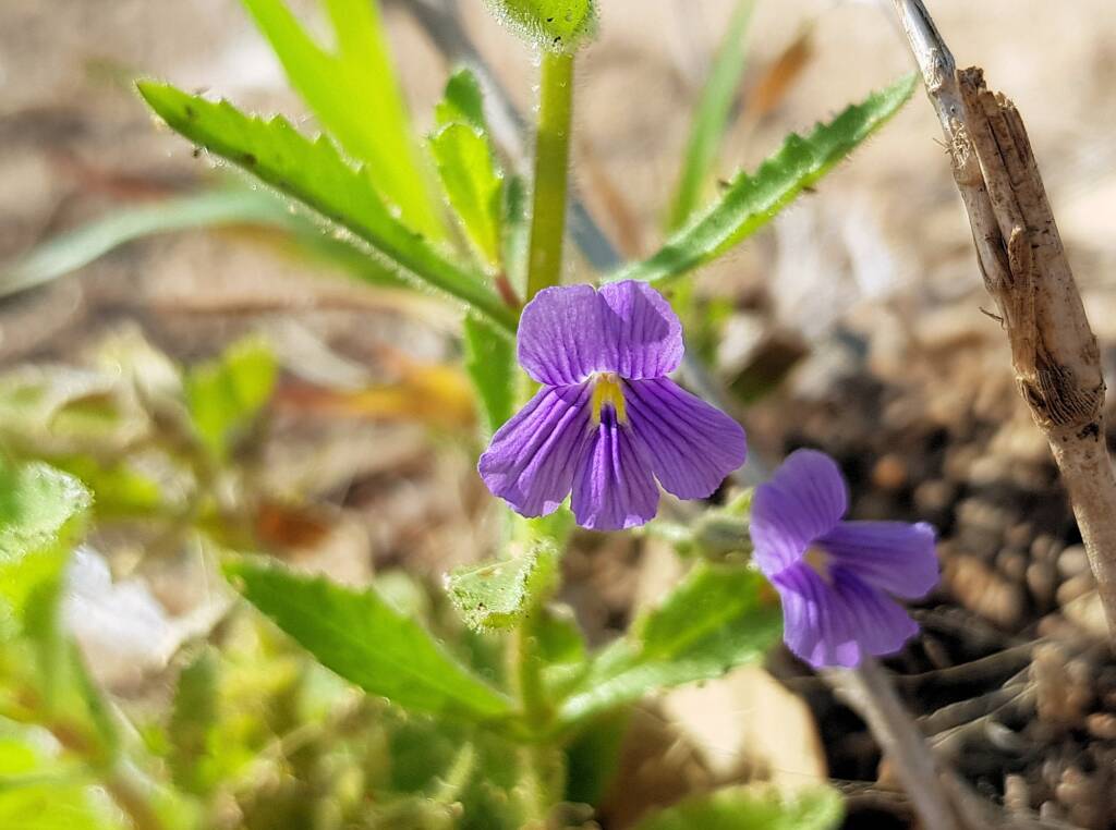 Stemodia viscosa, Alice Springs NT