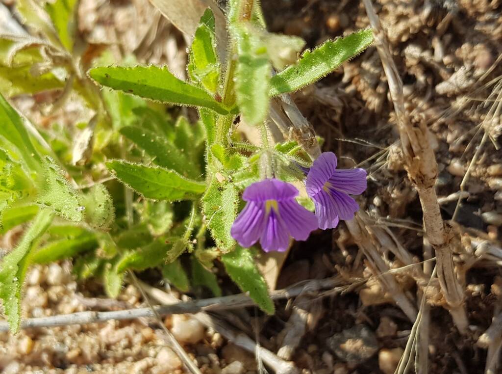 Stemodia viscosa, Alice Springs NT