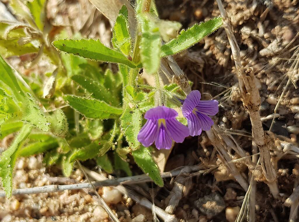 Stemodia viscosa, Alice Springs NT