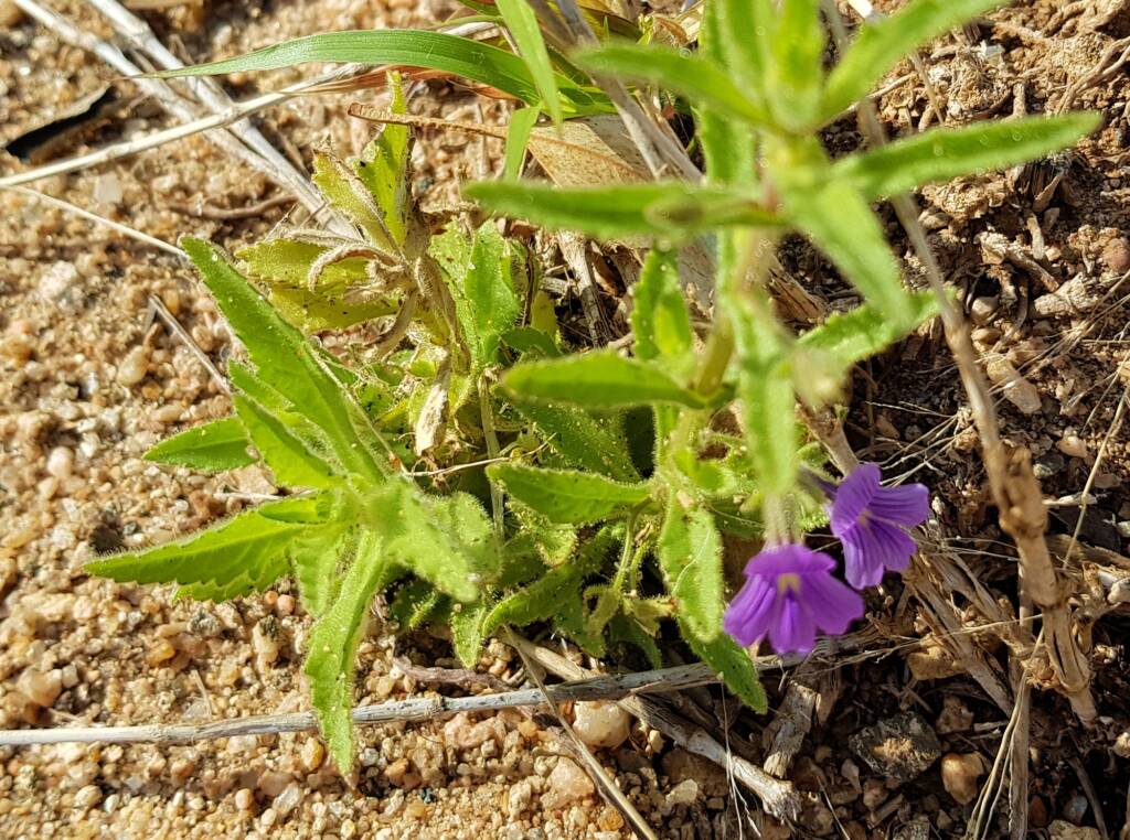 Stemodia viscosa, Alice Springs NT