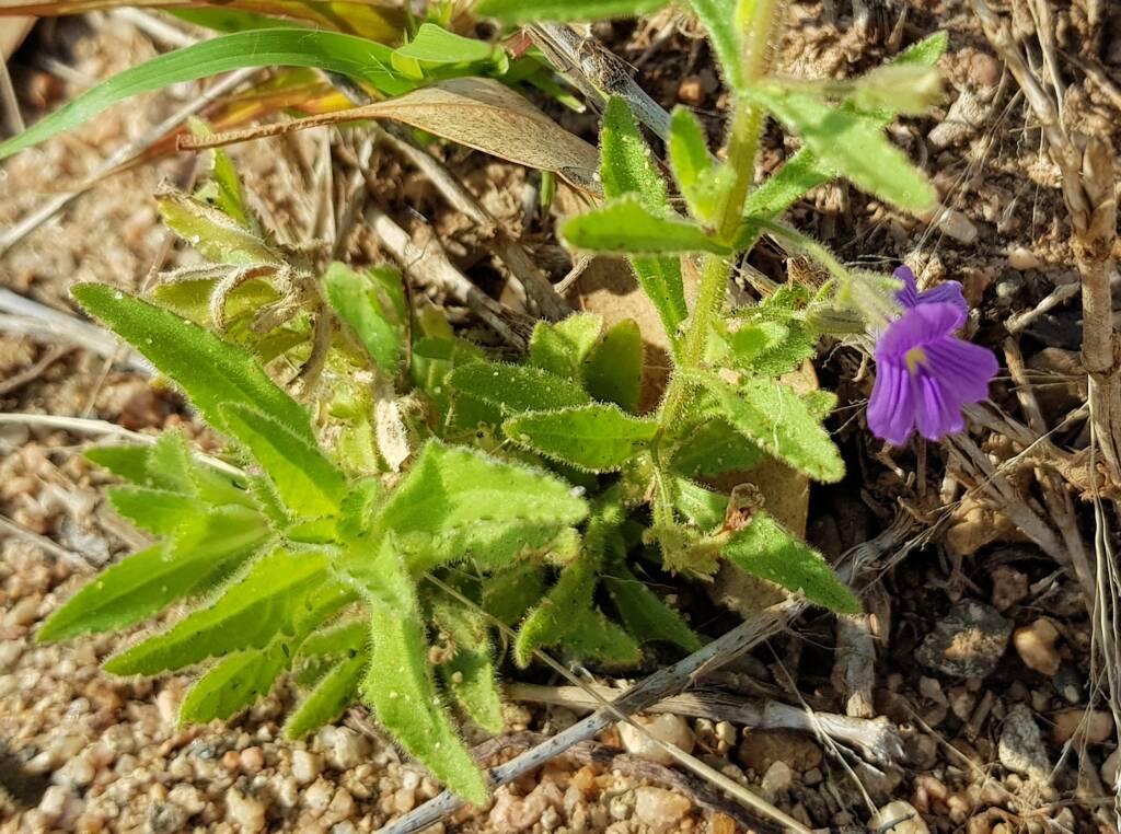 Stemodia viscosa, Alice Springs NT