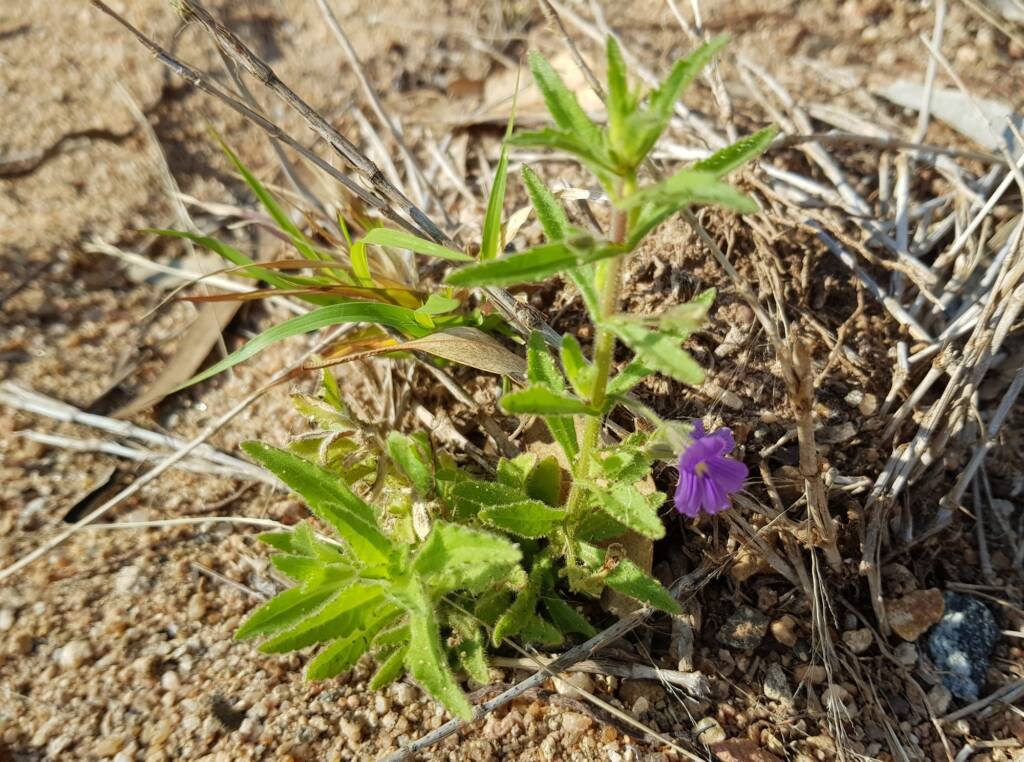 Stemodia viscosa, Alice Springs NT