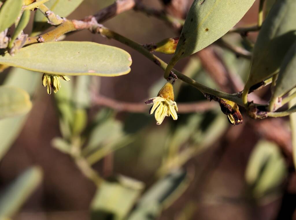 Pebble Bush (Stylobasium spathulatum), Newhaven Wildlife Sanctuary NT © Dorothy Latimer