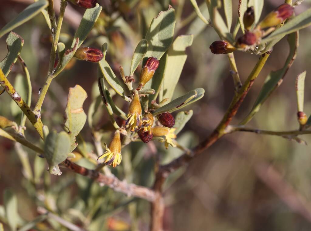 Pebble Bush (Stylobasium spathulatum), Newhaven Wildlife Sanctuary NT © Dorothy Latimer