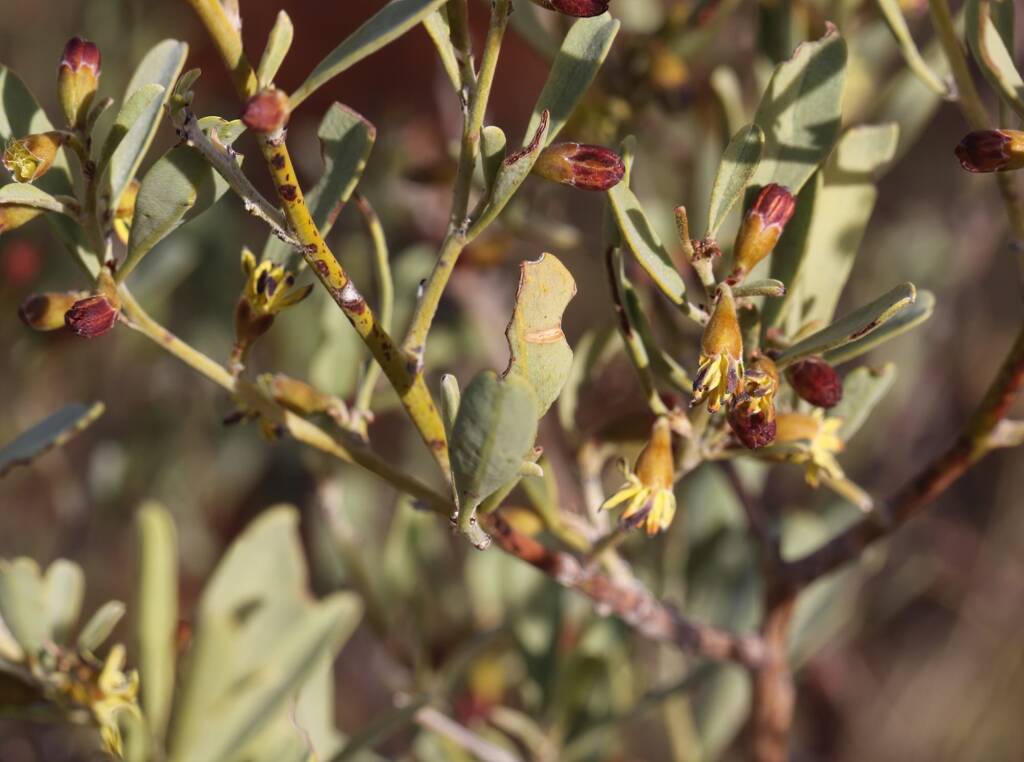 Pebble Bush (Stylobasium spathulatum), Newhaven Wildlife Sanctuary NT © Dorothy Latimer