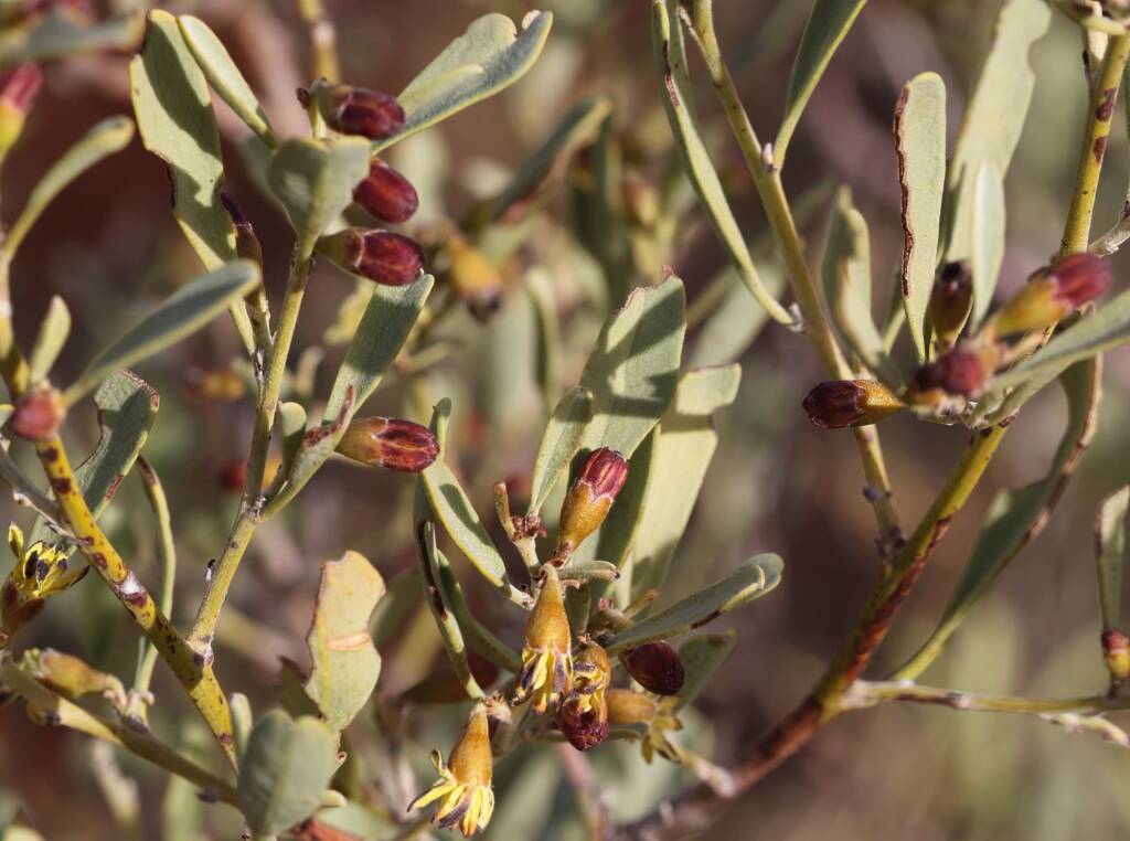 Pebble Bush (Stylobasium spathulatum), Newhaven Wildlife Sanctuary NT © Dorothy Latimer