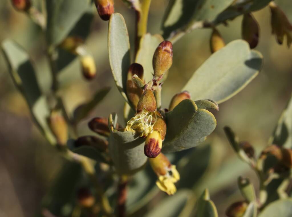 Pebble Bush (Stylobasium spathulatum), Newhaven Wildlife Sanctuary NT © Dorothy Latimer