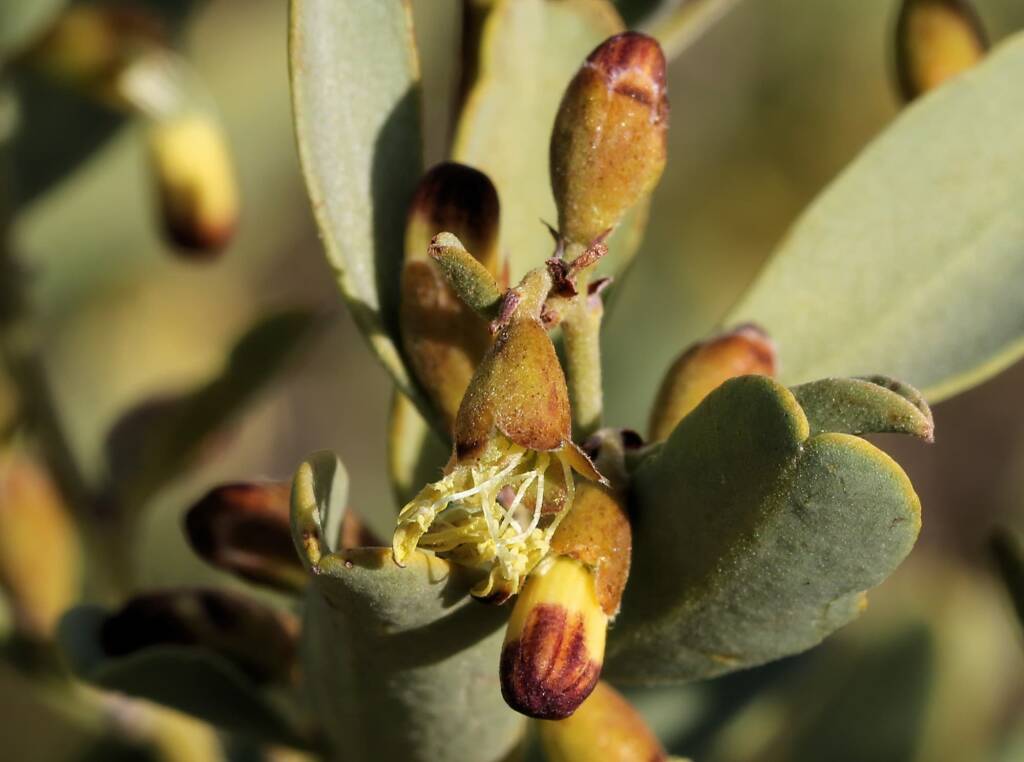 Pebble Bush (Stylobasium spathulatum), Newhaven Wildlife Sanctuary NT © Dorothy Latimer