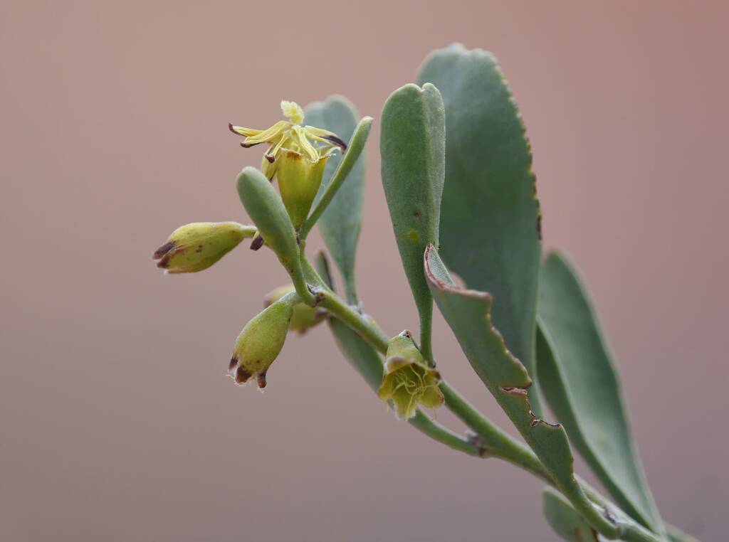 Pebble Bush (Stylobasium spathulatum), Newhaven Wildlife Sanctuary NT © Dorothy Latimer