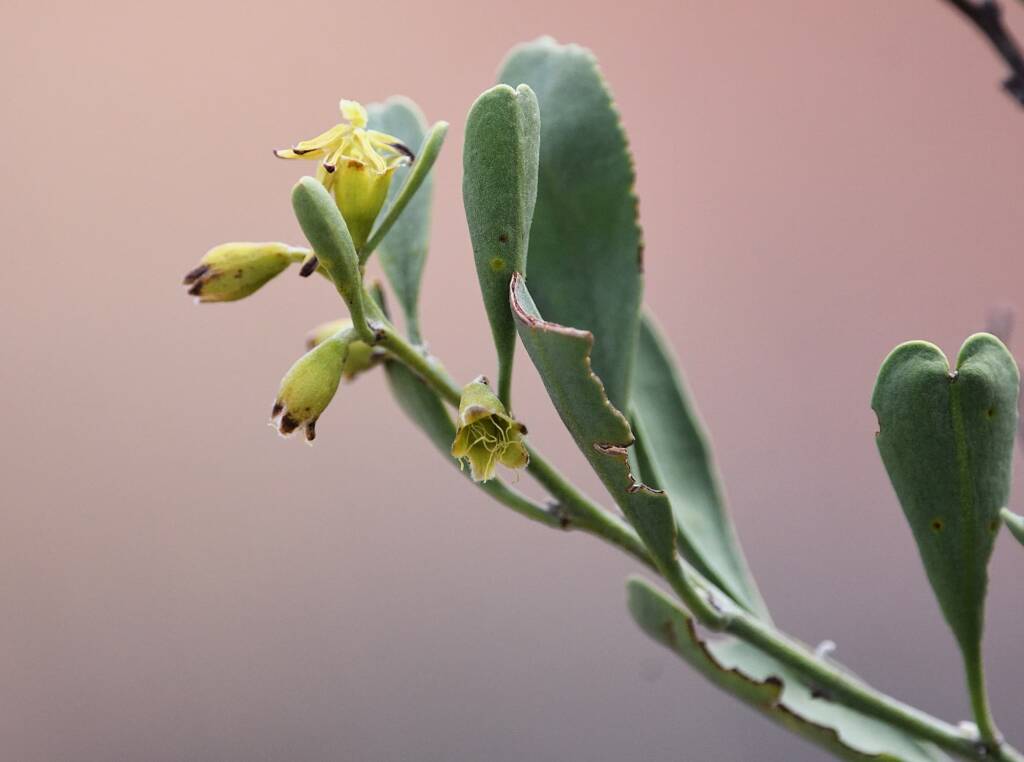 Pebble Bush (Stylobasium spathulatum), Newhaven Wildlife Sanctuary NT © Dorothy Latimer