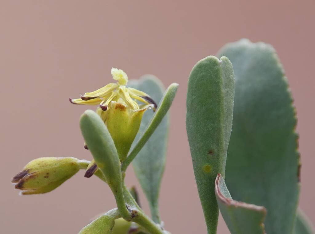 Pebble Bush (Stylobasium spathulatum), Newhaven Wildlife Sanctuary NT © Dorothy Latimer