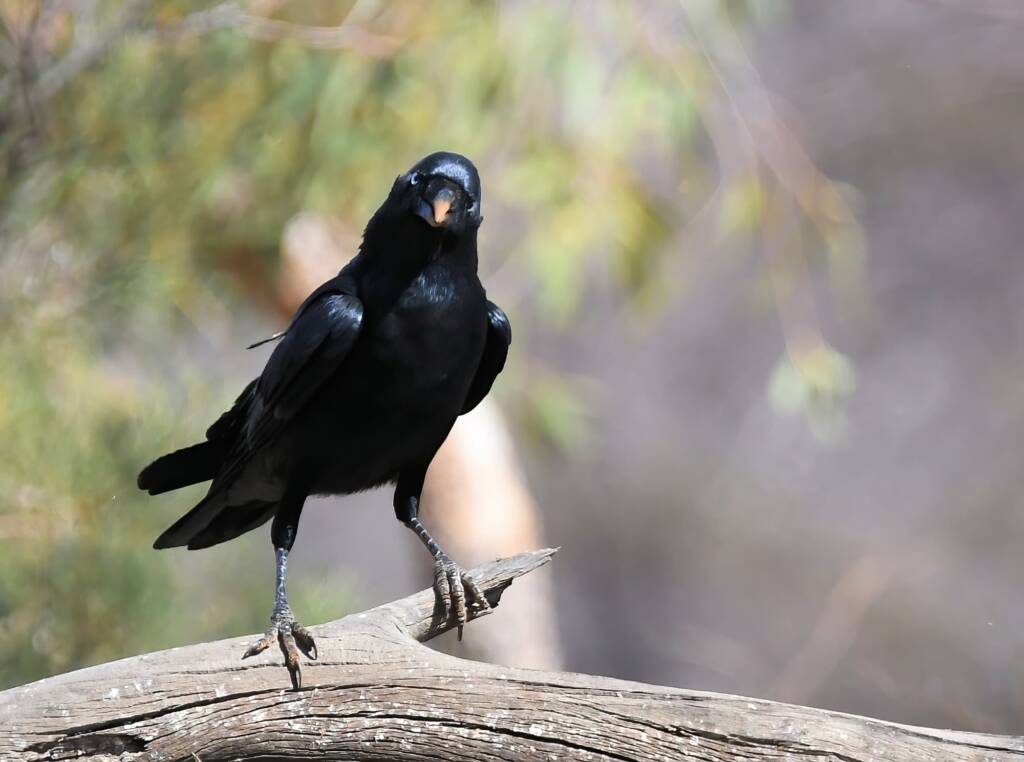 Torresian Crow (Corvus orru), Newhaven Wildlife Sanctuary NT © Dorothy Latimer