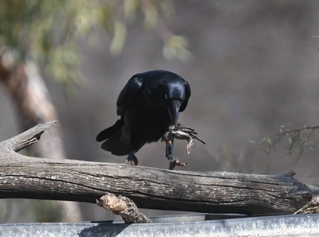Torresian Crow (Corvus orru), Newhaven Wildlife Sanctuary NT © Dorothy Latimer