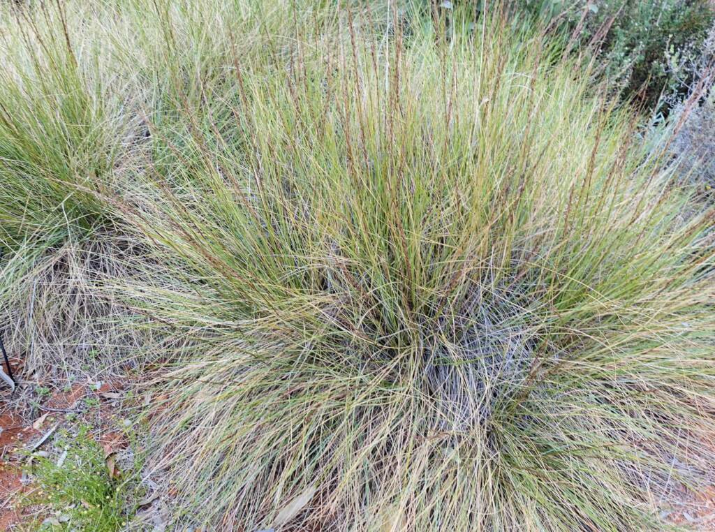 Weeping Spinifex (Triodia brizoides), Alice Springs Desert Park, NT