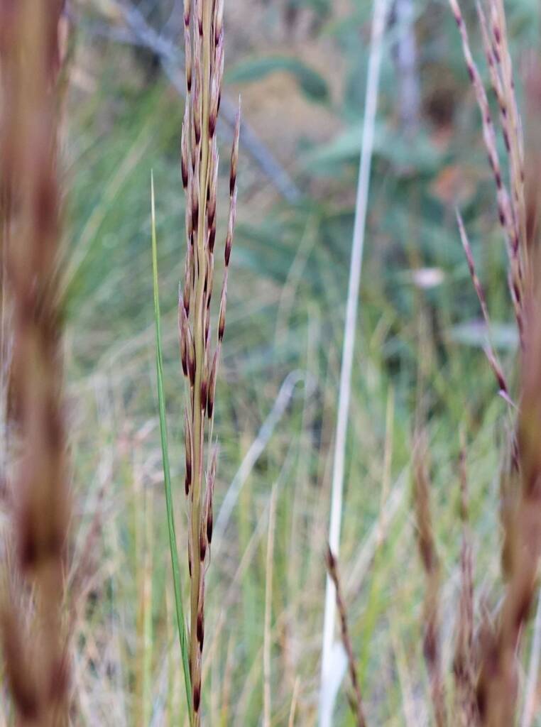 Weeping Spinifex (Triodia brizoides), Alice Springs Desert Park, NT