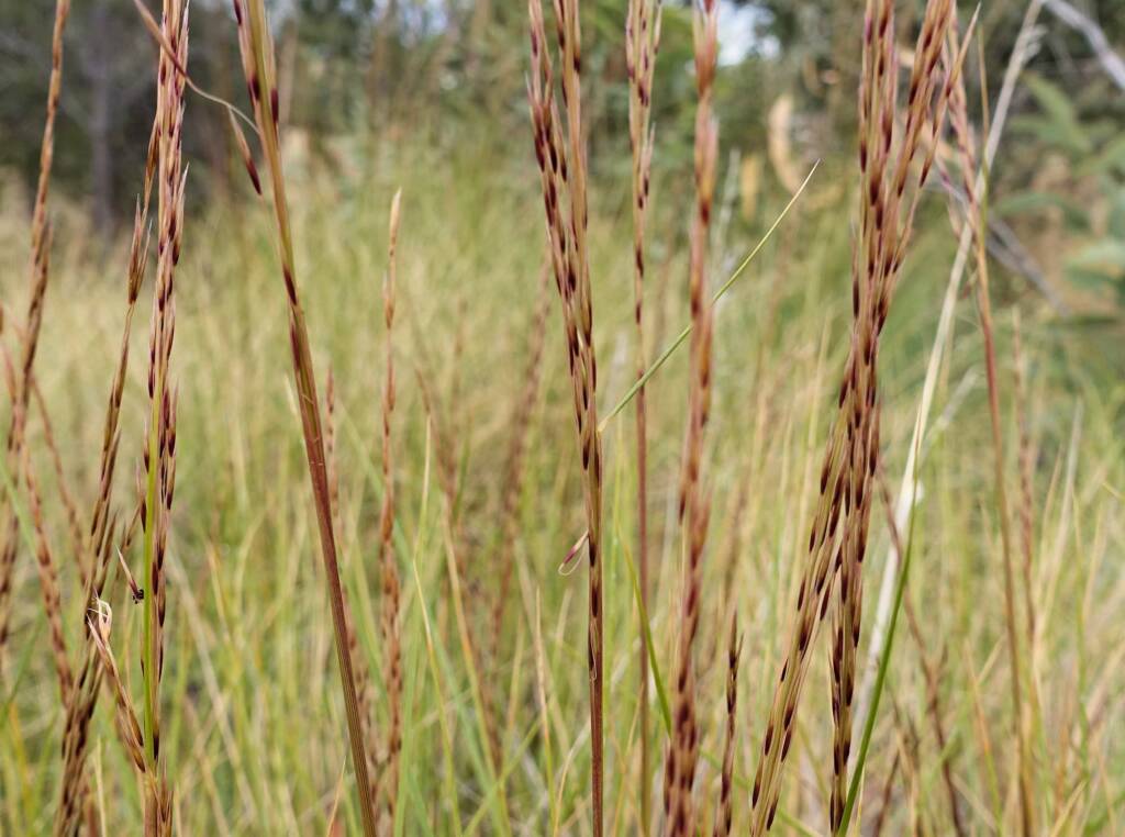 Weeping Spinifex (Triodia brizoides), Alice Springs Desert Park, NT