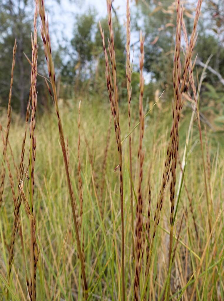 Weeping Spinifex (Triodia brizoides), Alice Springs Desert Park, NT