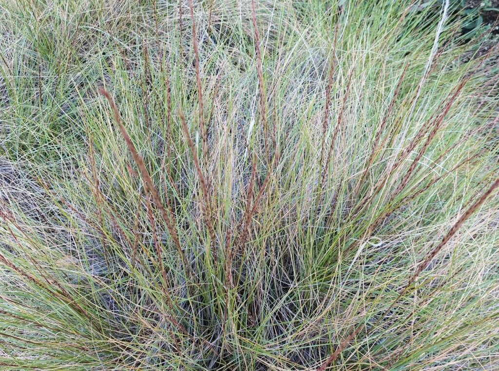 Weeping Spinifex (Triodia brizoides), Alice Springs Desert Park, NT
