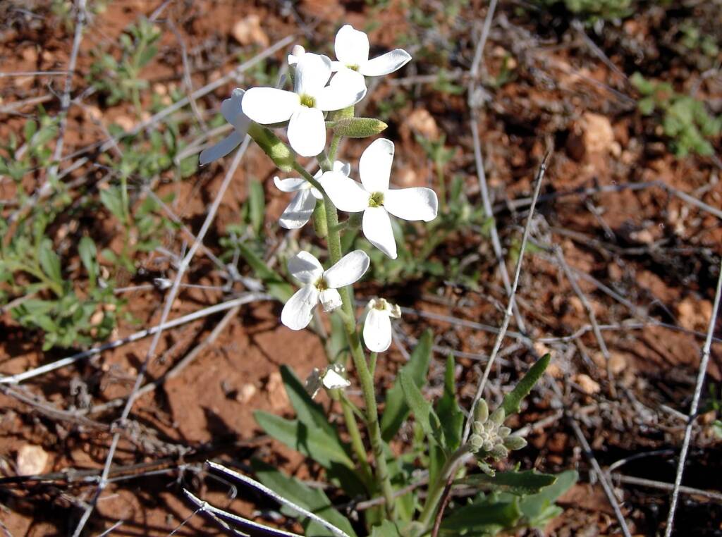 Wild Stock (Blennodia canescens), Stuart Highway (south of Alice Springs) NT