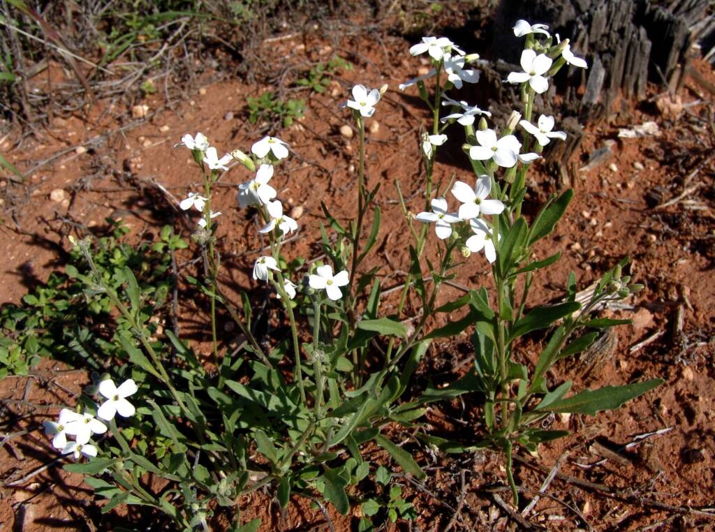 Wild Stock (Blennodia canescens), Stuart Highway (south of Alice Springs) NT