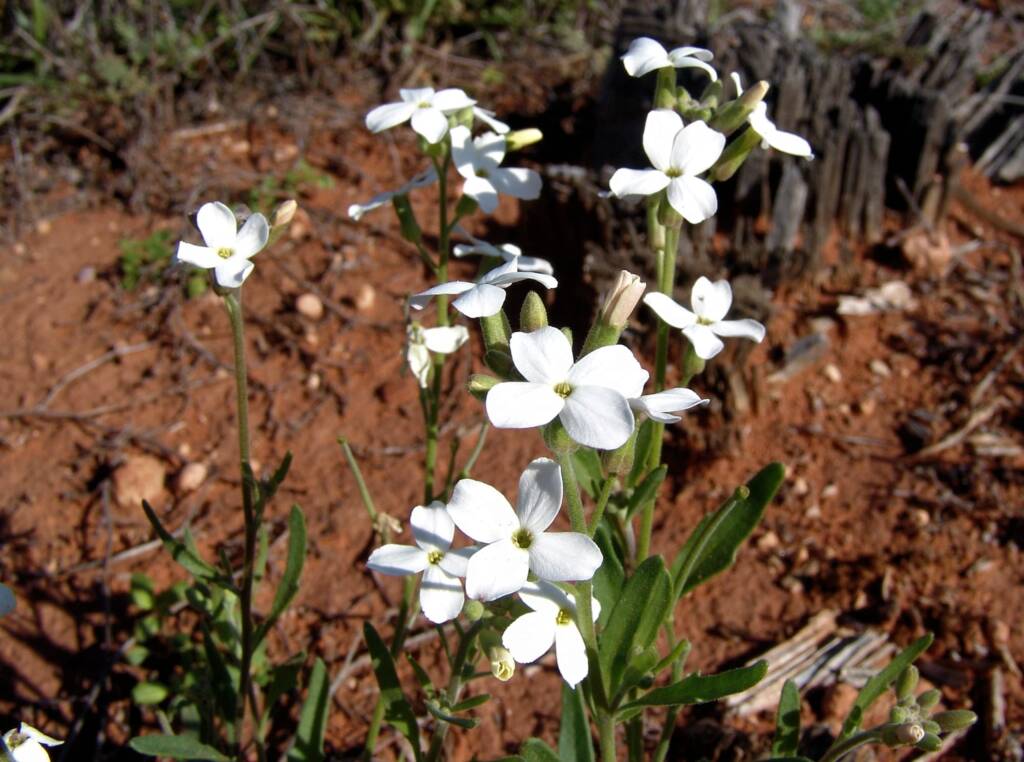 Wild Stock (Blennodia canescens), Stuart Highway (south of Alice Springs) NT