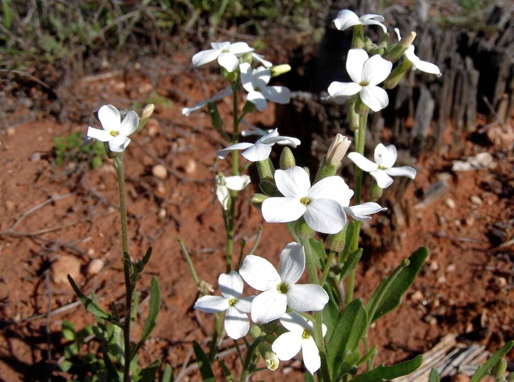 Wild Stock (Blennodia canescens), Stuart Highway (south of Alice Springs) NT