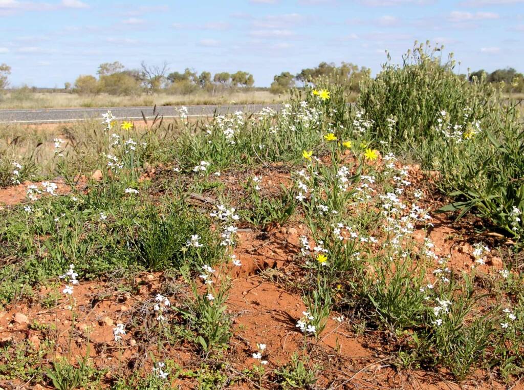 Wild Stock (Blennodia canescens), Stuart Highway (south of Alice Springs) NT