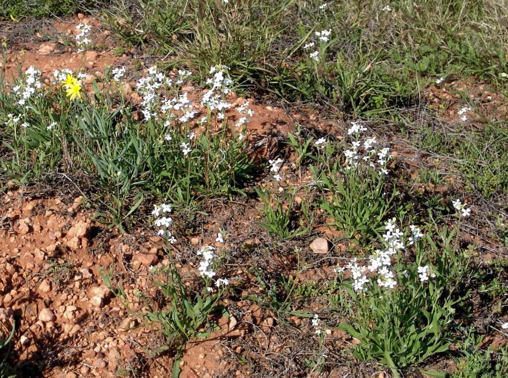Wild Stock (Blennodia canescens), Stuart Highway (south of Alice Springs) NT