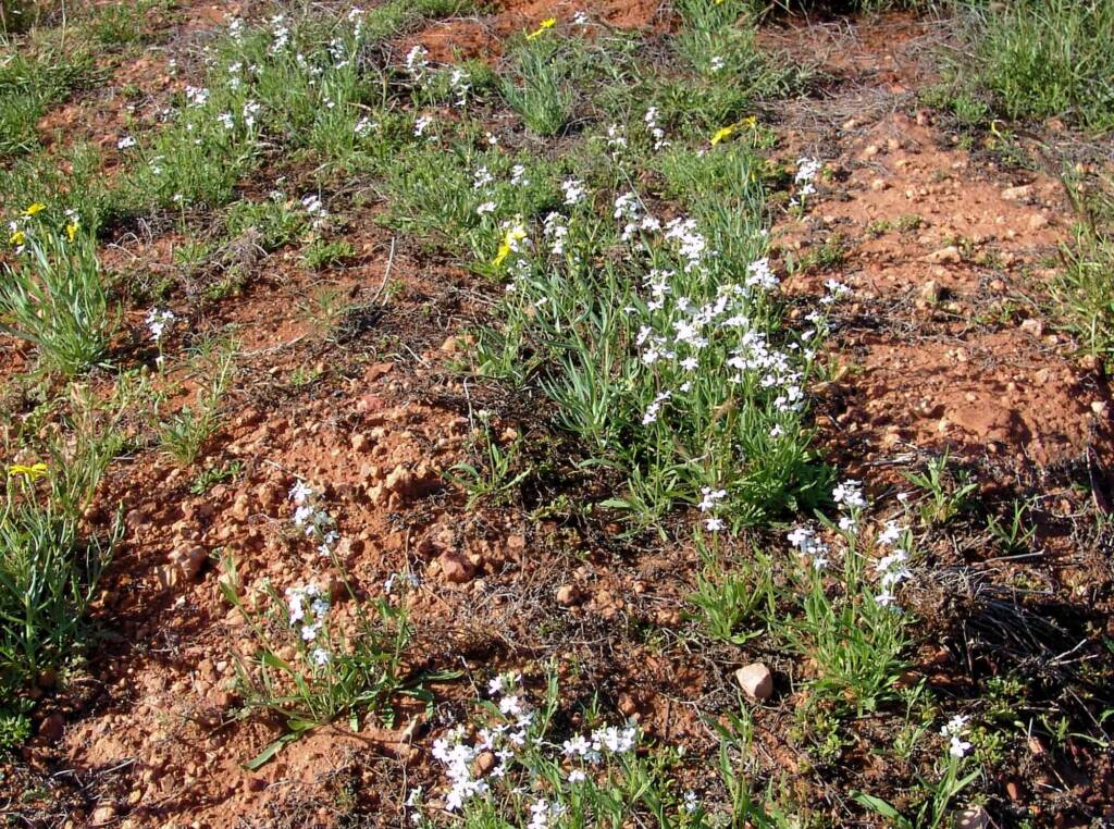 Wild Stock (Blennodia canescens), Stuart Highway (south of Alice Springs) NT