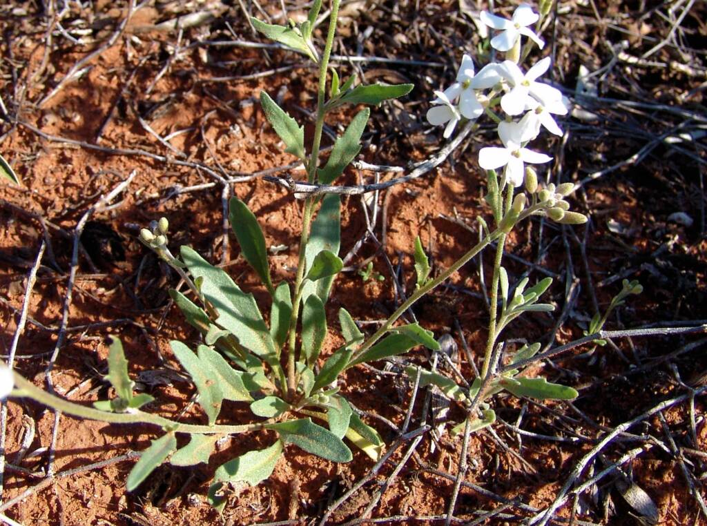 Wild Stock (Blennodia canescens), Stuart Highway (south of Alice Springs) NT