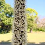 Grass Tree (Xanthorrhoea media), The Royal Botanic Garden Sydney NSW