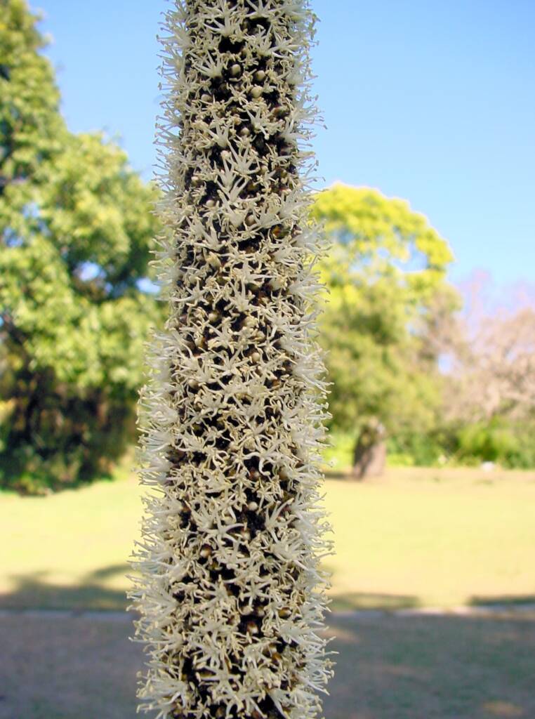 Grass Tree (Xanthorrhoea media), The Royal Botanic Garden Sydney NSW