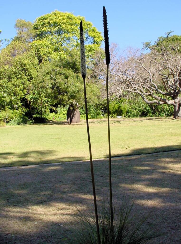 Grass Tree (Xanthorrhoea media), The Royal Botanic Garden Sydney NSW