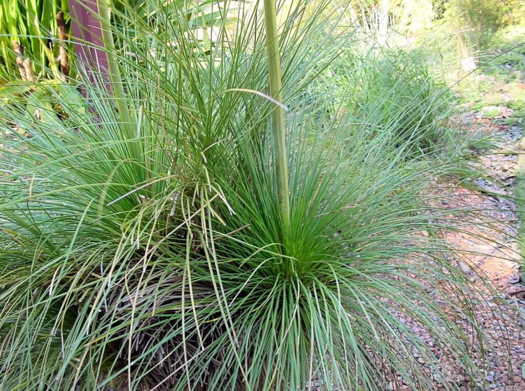 Grass Tree (Xanthorrhoea media), The Royal Botanic Garden Sydney NSW