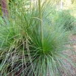 Grass Tree (Xanthorrhoea media), The Royal Botanic Garden Sydney NSW