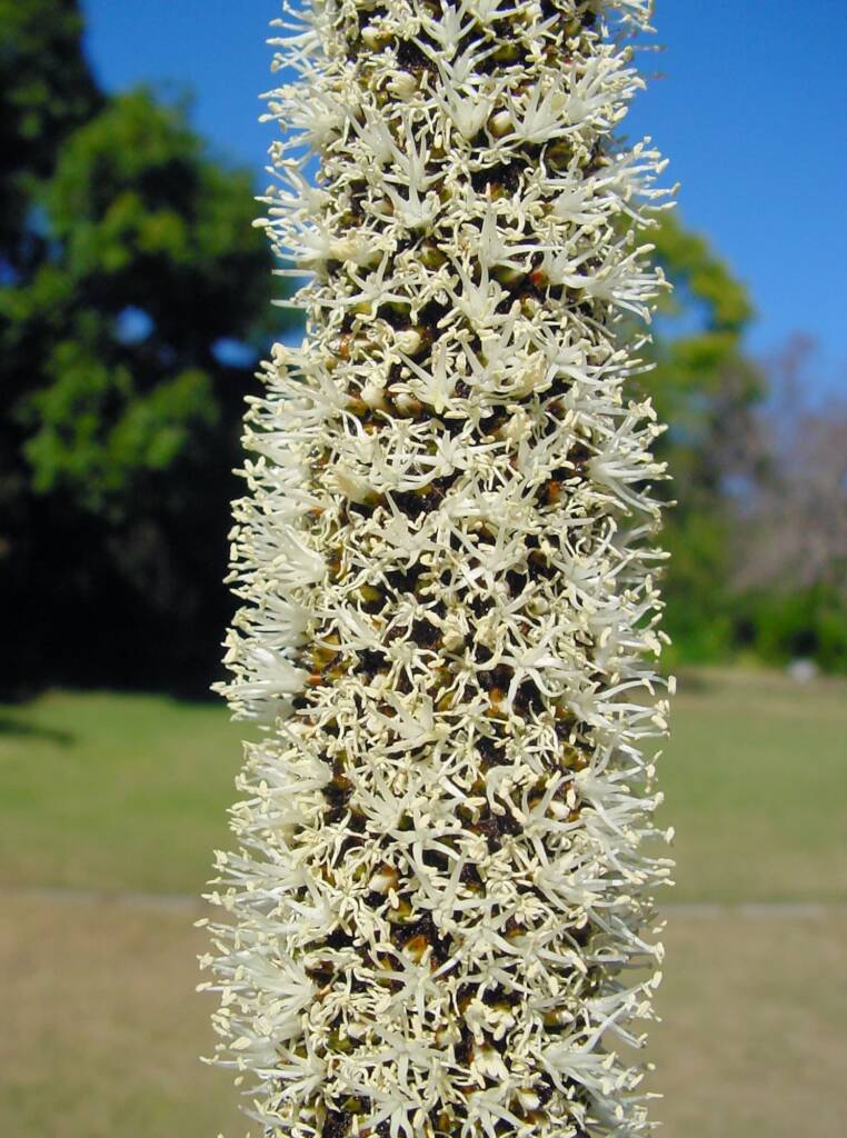 Grass Tree (Xanthorrhoea media), The Royal Botanic Garden Sydney NSW