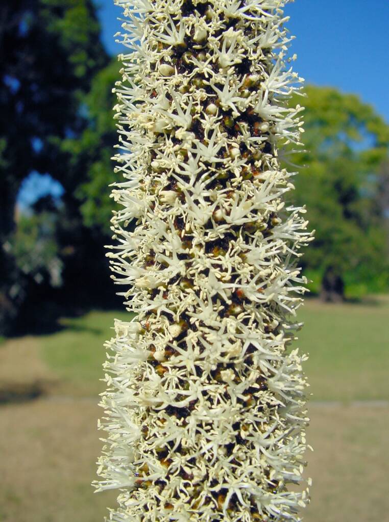 Grass Tree (Xanthorrhoea media), The Royal Botanic Garden Sydney NSW